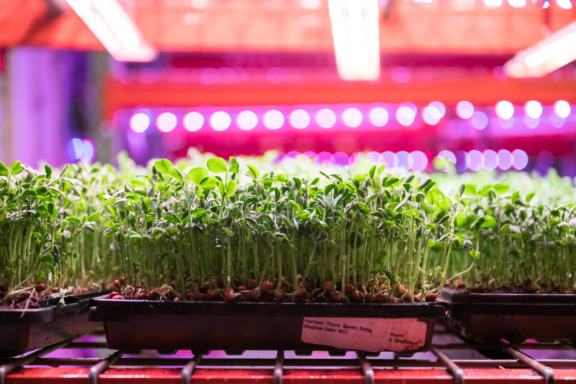 Local Vendor Highlight: Closed Loop Farms